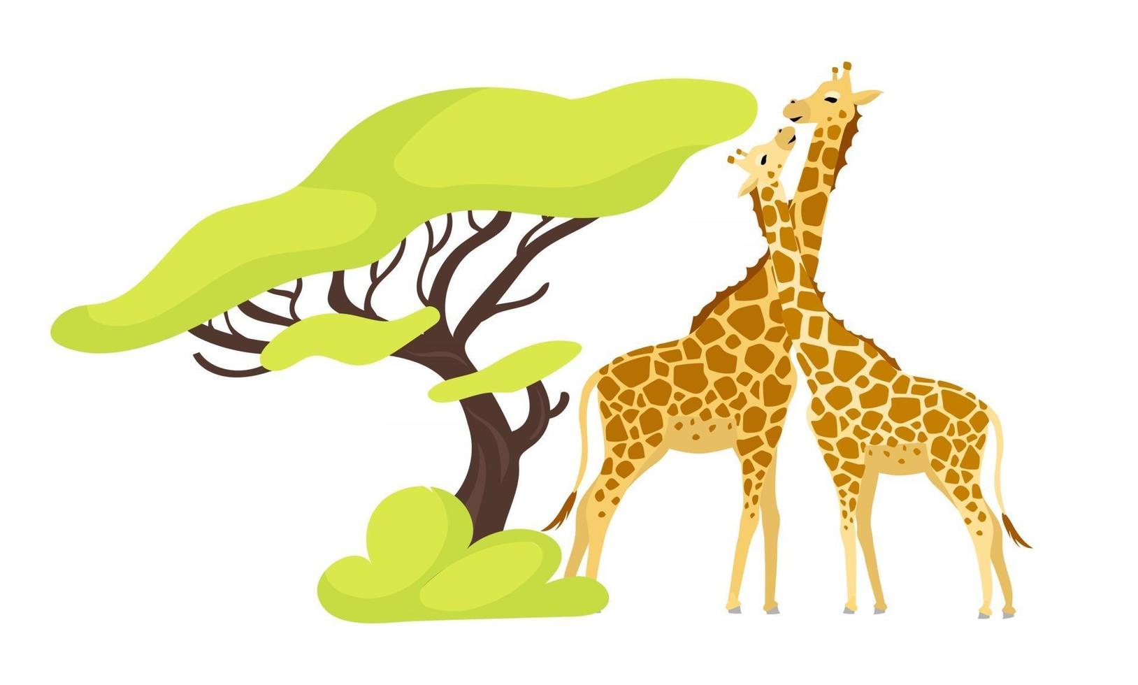 Giraffe pair flat color vector illustration. Pair of african animals near exotic tree. Flora and fauna. Green foliage. Southern creature isolated cartoon character on white background