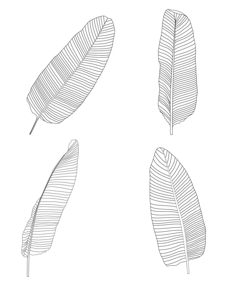 Palm Leaf. Vector Illustration