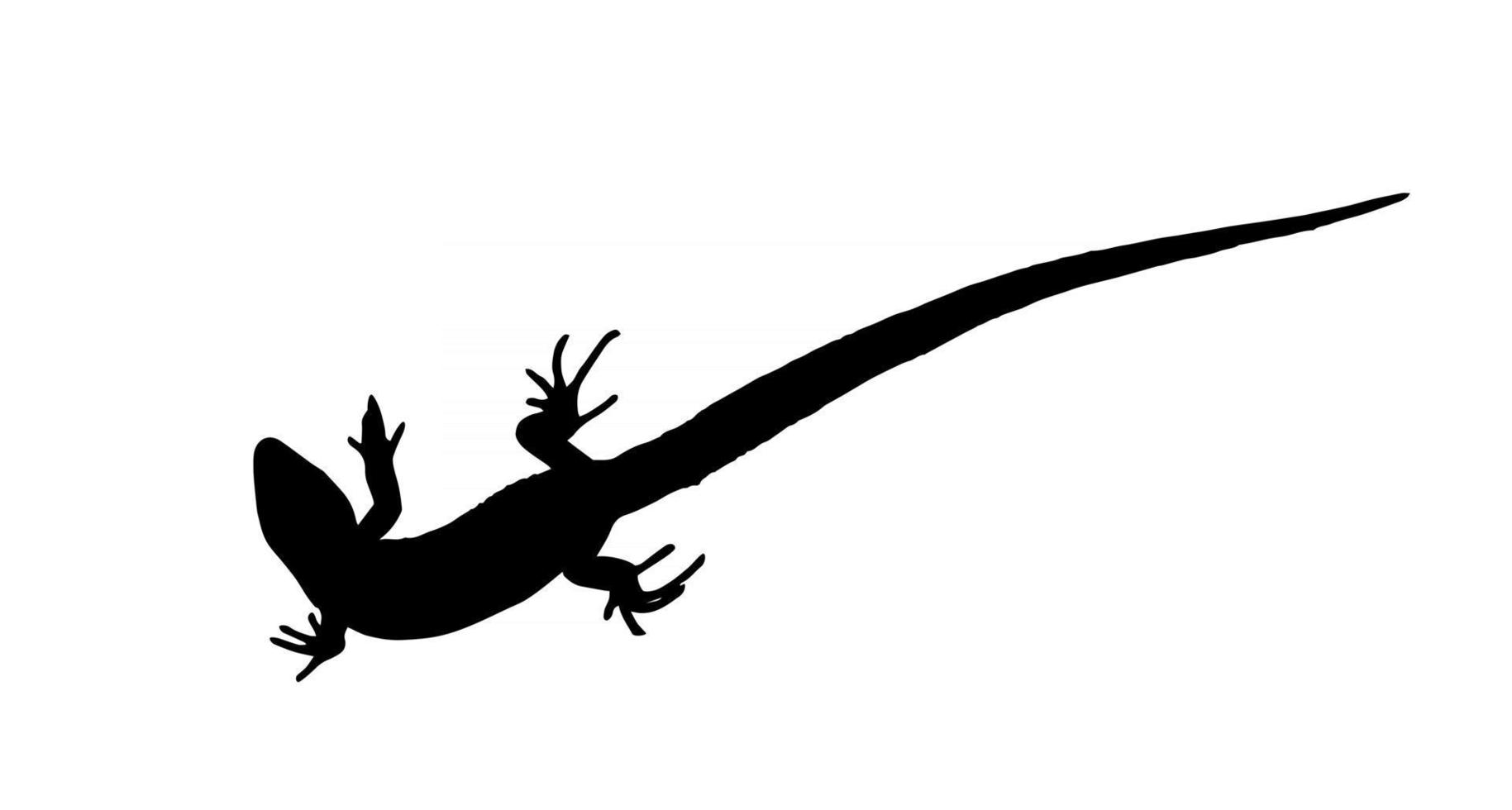 silueta de un lagarto que se arrastra. ilustración vectorial. vector