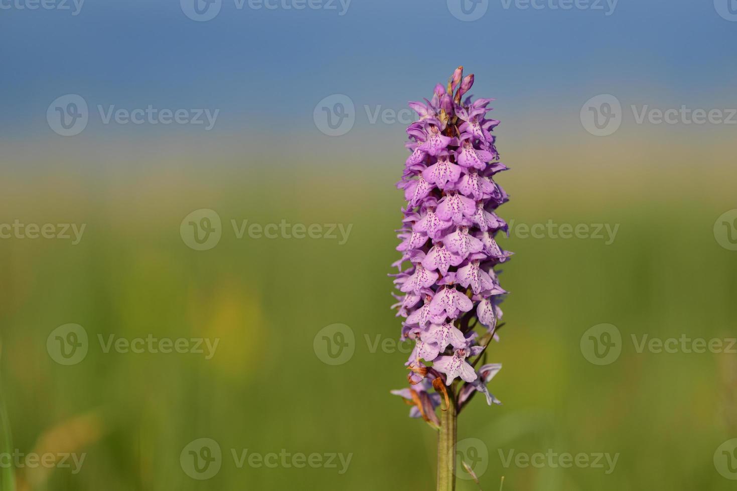 Spotted Orchid Jersey UK macro image of a Spring marsh wildflower photo