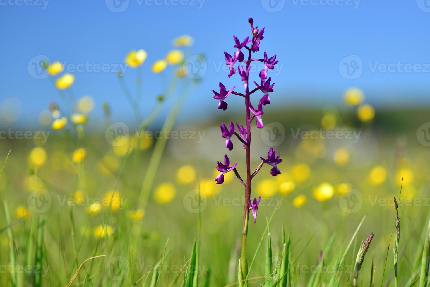 orquídea de jersey reino unido pantano primavera flores silvestres foto