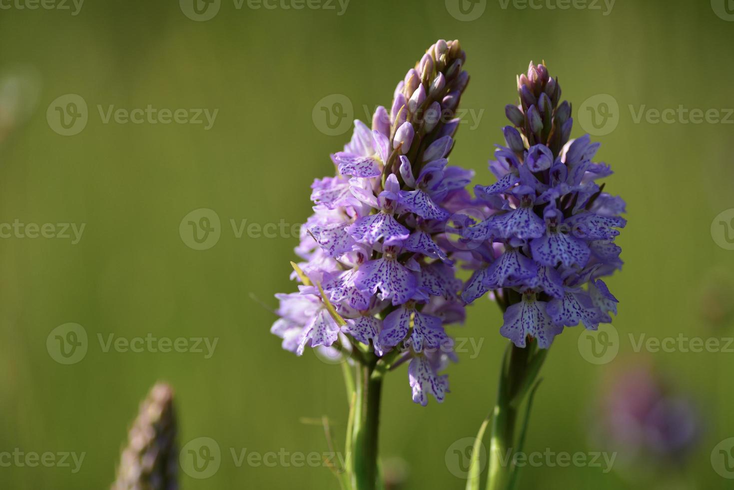 Spotted Orchid jersey UK Spring marsh wildflowers photo