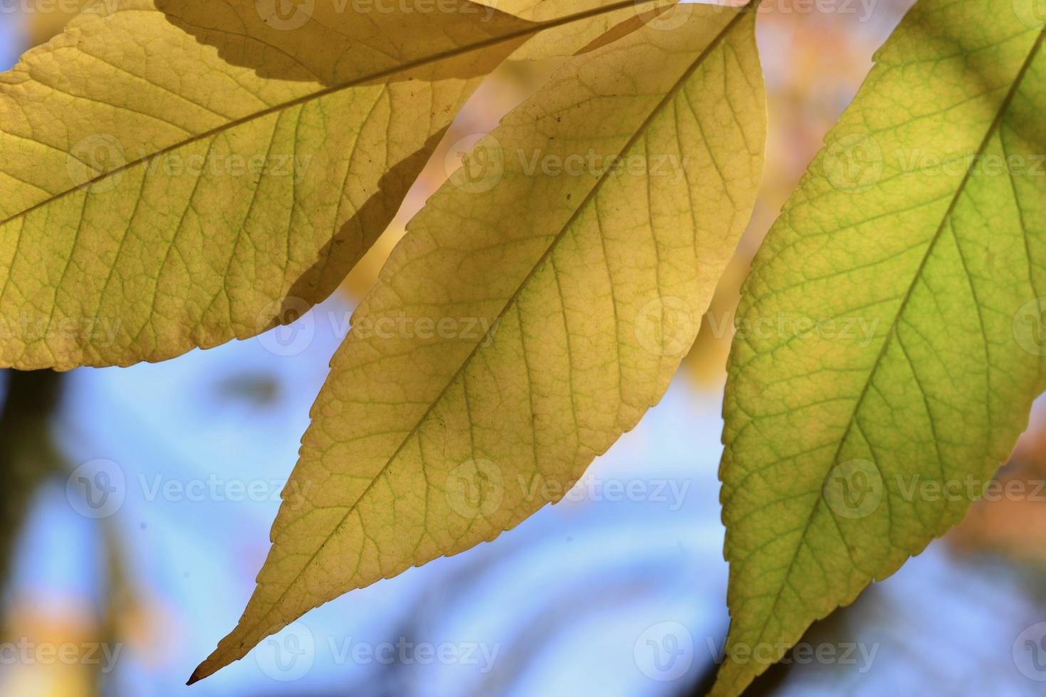 hojas de otoño jersey uk imagen abstracta de la luz del sol a través de hojas de haya foto