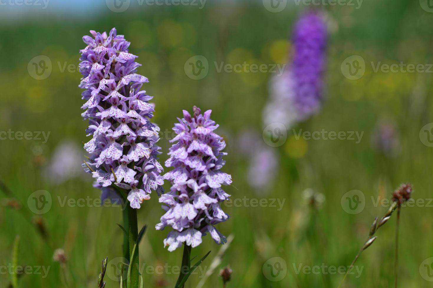 Spotted Orchid Jersey UK Spring wildflowers photo