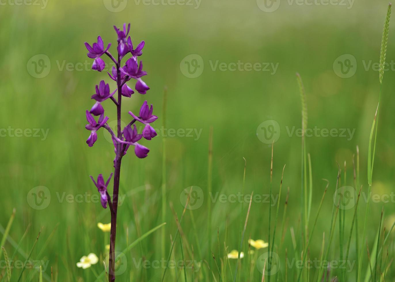 orquídea de jersey reino unido flores silvestres de primavera foto