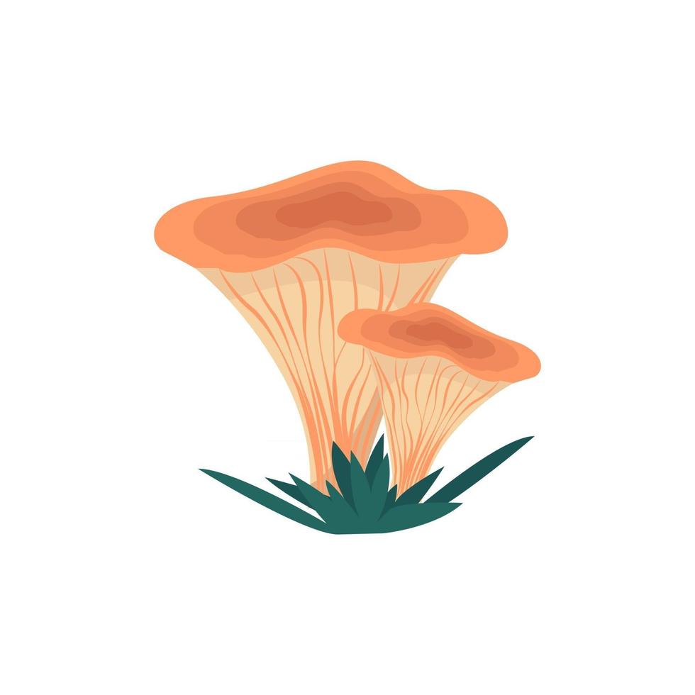 Chanterelle mushrooms in flat style, vector illustration of edible mushrooms, isolated