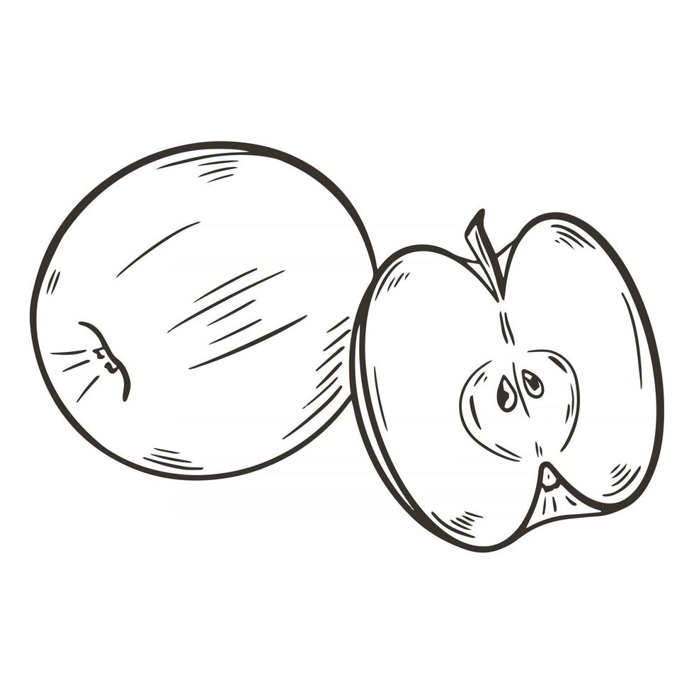 par de manzanas, vector, ilustración, bosquejo vector