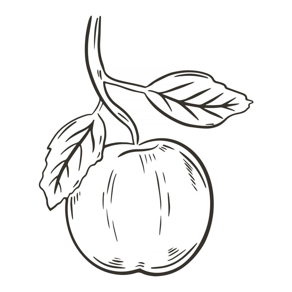 Manzana sola en un bosquejo de ilustración de vector de rama