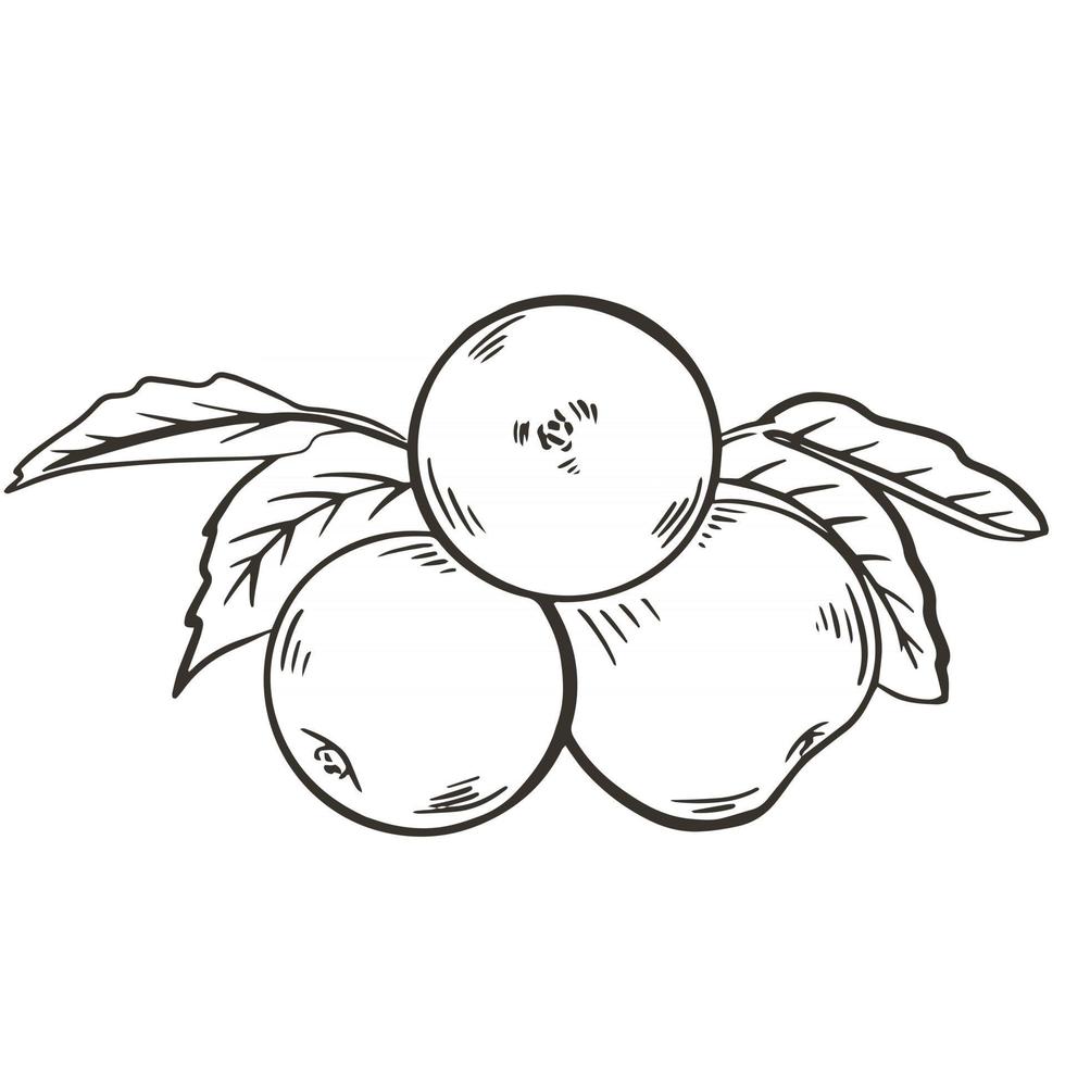 A handful of apples with leaves vector illustration Sketch