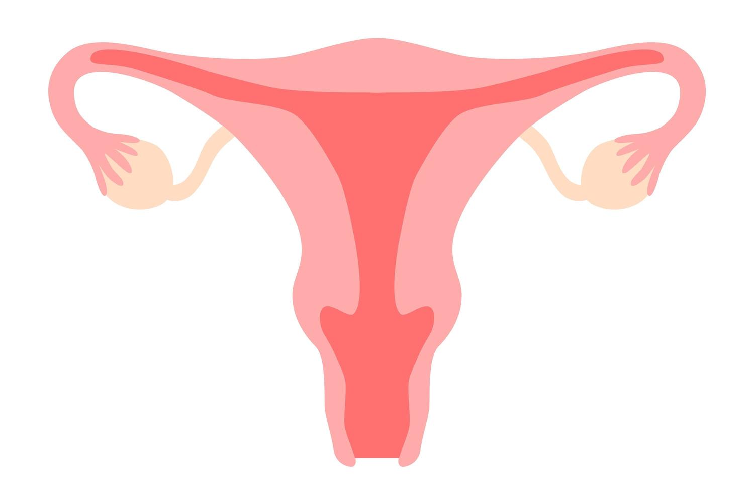 Uterus clipart. Womb, vagina, ovary, cervix. Woman reproductive system, gynecology, fertility, menstrual cycle, girl power concept. Stock vector illustration isolated on white background in flat cartoon style