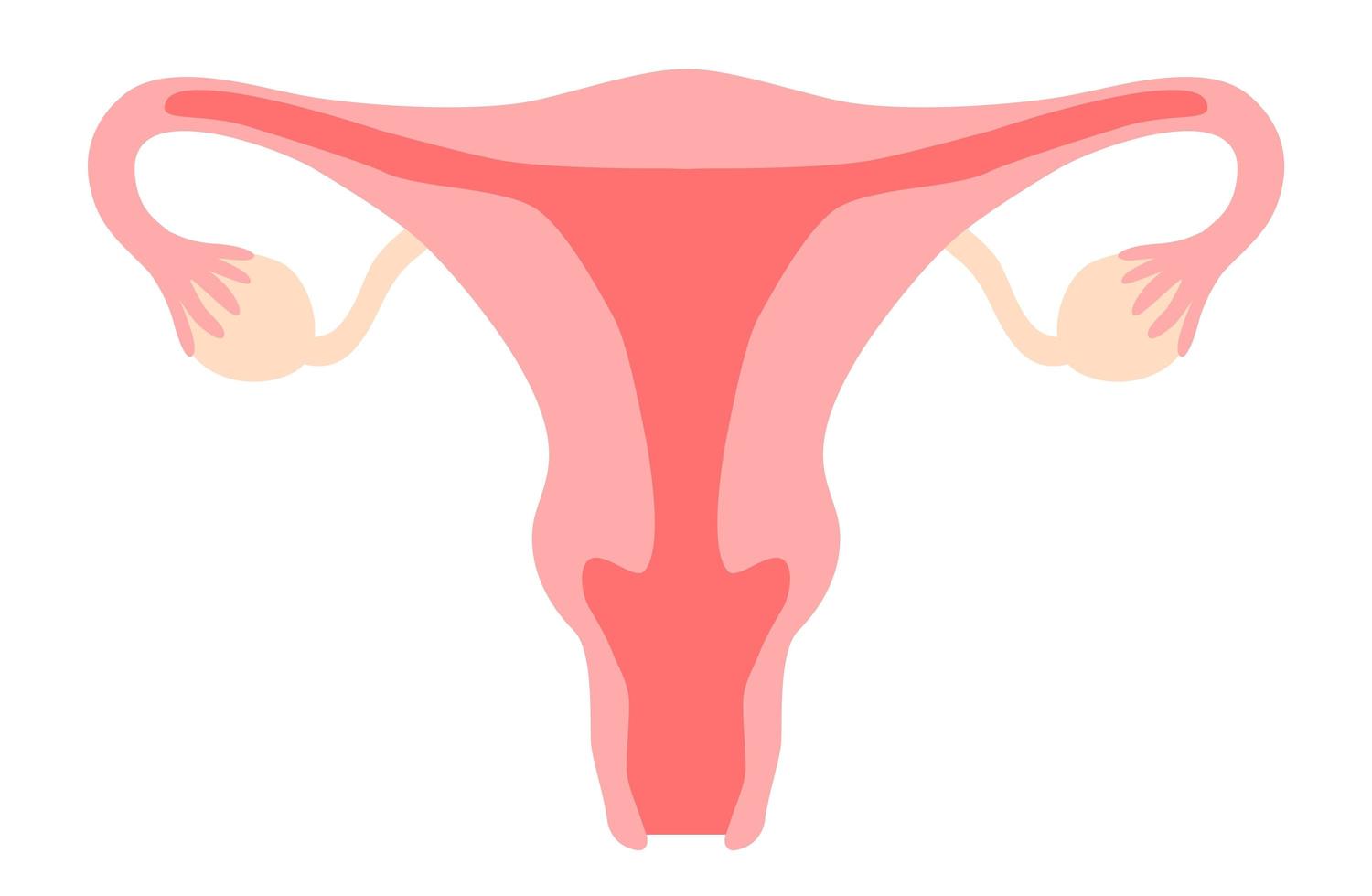 Uterus clipart. Womb, vagina, ovary, cervix. Woman reproductive system, gynecology, fertility, menstrual cycle, girl power concept. Stock vector illustration isolated on white background in flat cartoon style