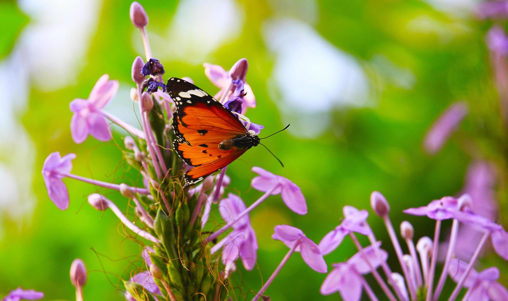 Butterfly flowers are Freedom photo