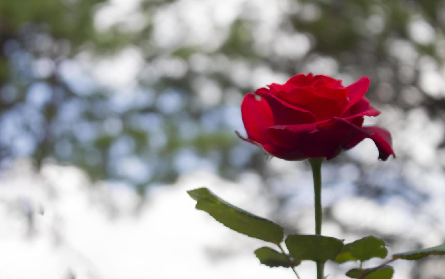 Rosa roja sobre fondo desenfocado bokeh foto