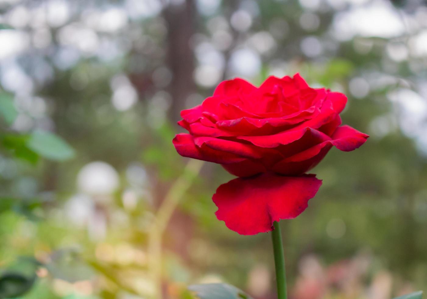 Rosa roja sobre fondo desenfocado bokeh foto