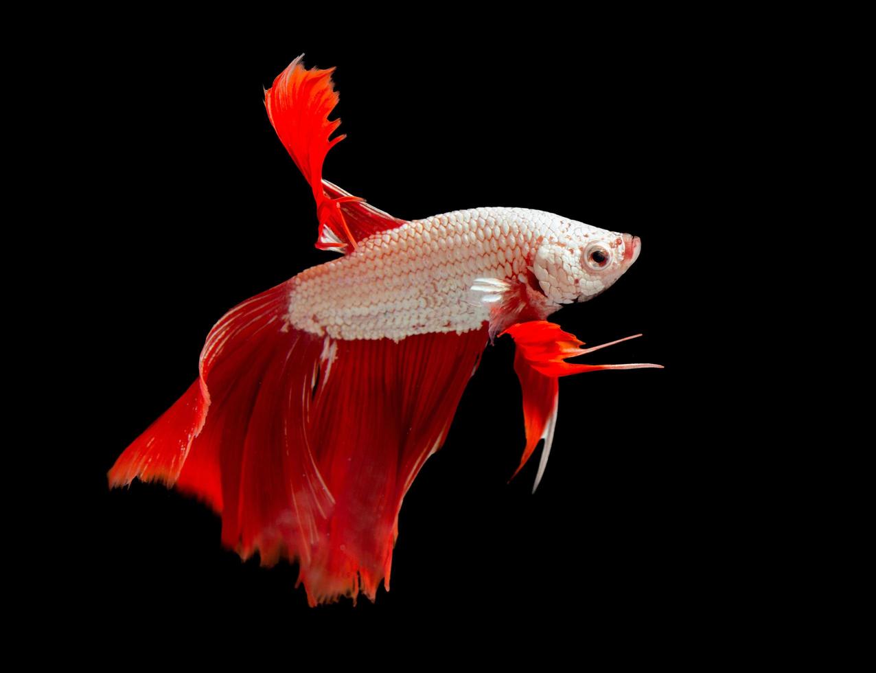 Siamese betta fighting isolated on black background photo