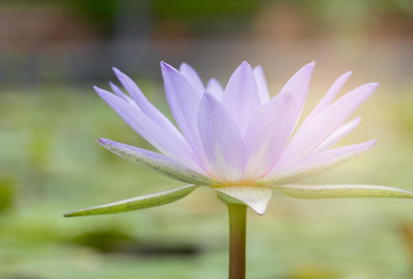 Purple Lotus flowers bloom beautifully in the pool in the Sun in morning sun slowly so soft photo