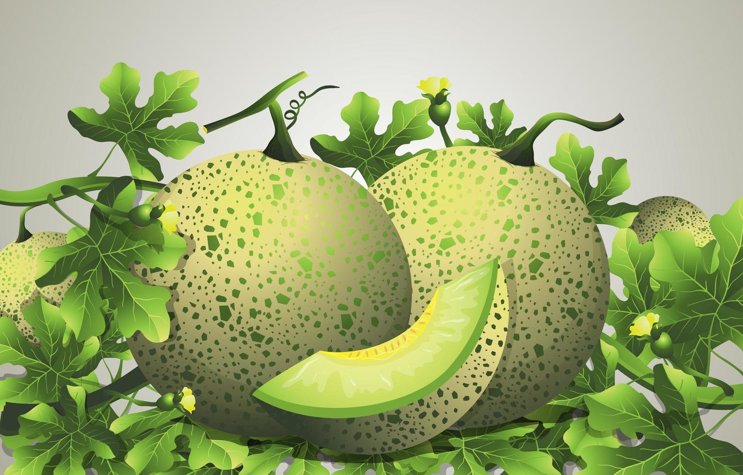 Summer Melon Fruit vector