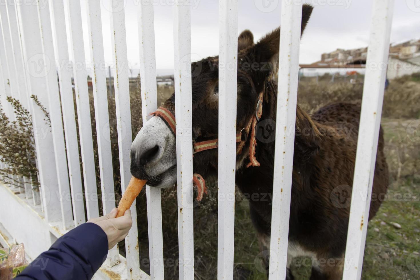 Donkey eating carrots photo