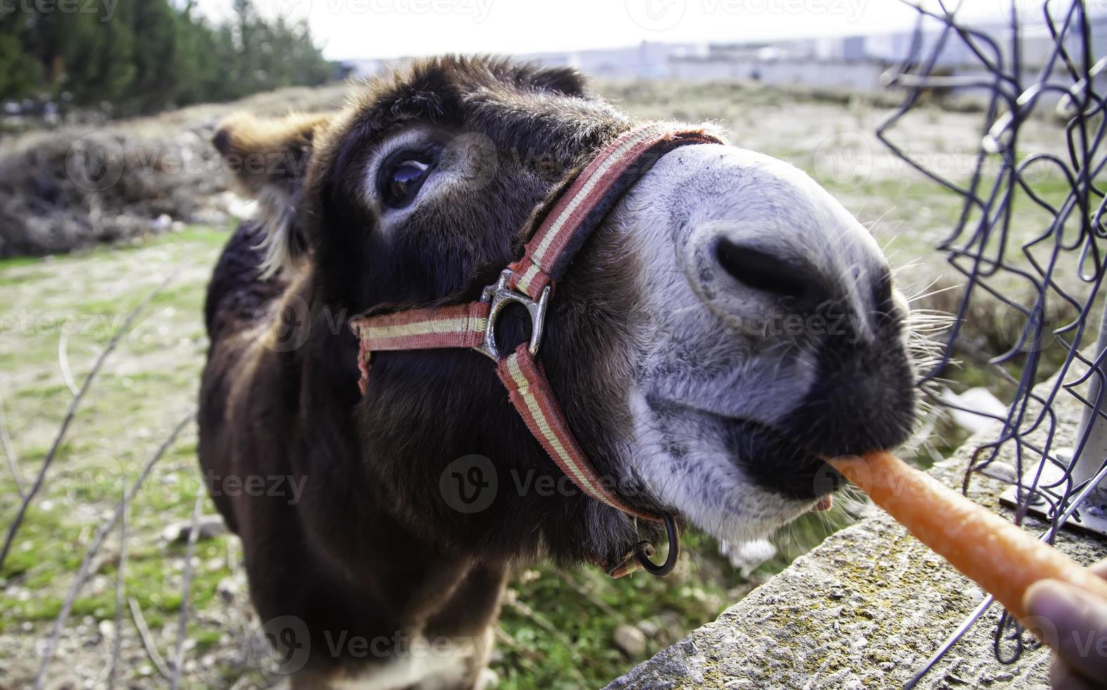 Donkey eating carrots photo