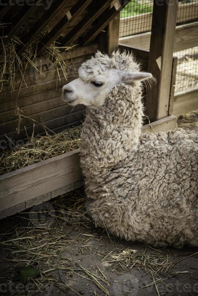 llama en una granja foto