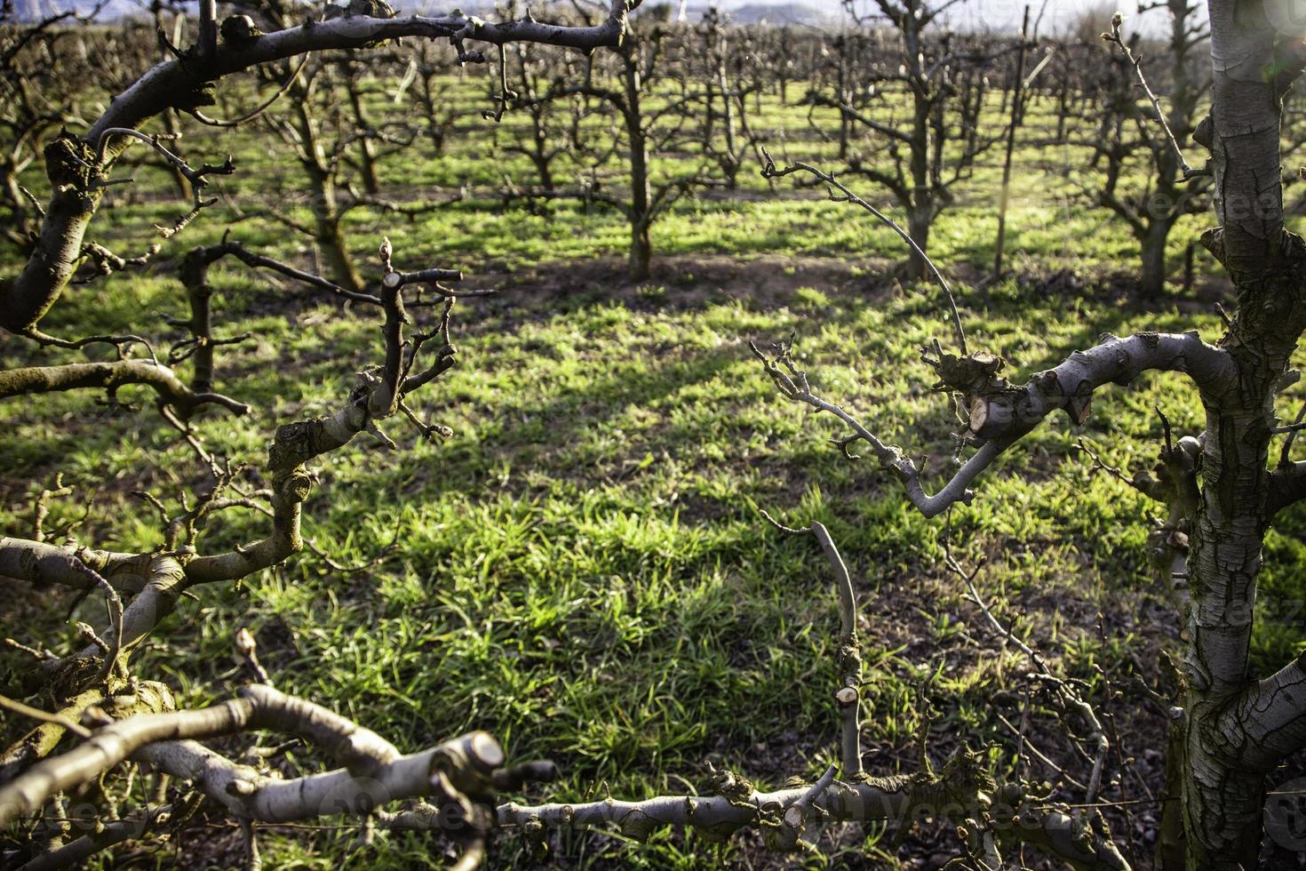 campo de viñedos para hacer vino foto