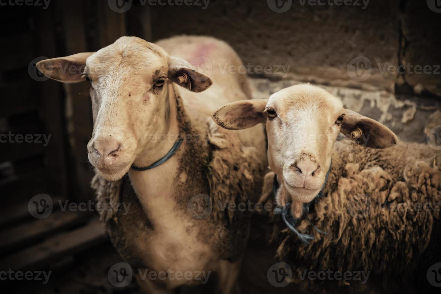 Domestic sheep in farm photo