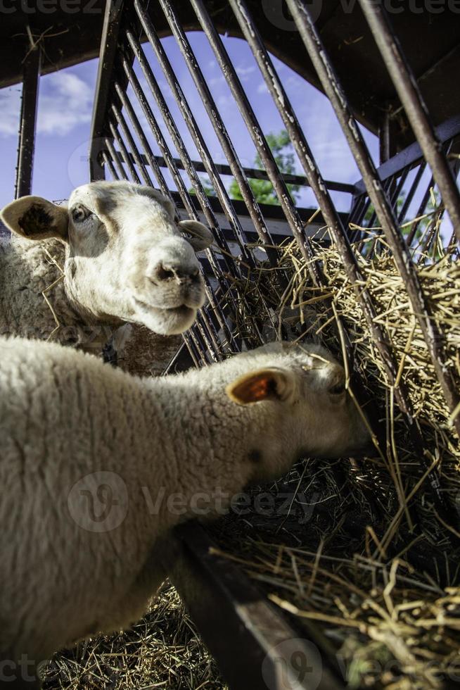 ovejas en corral animales de granja foto