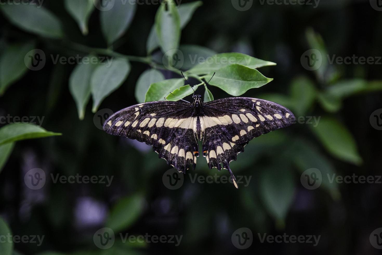 Butterfly garden in nature photo