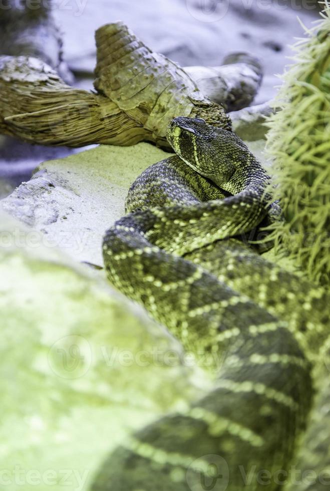 Wild rattlesnake poison photo