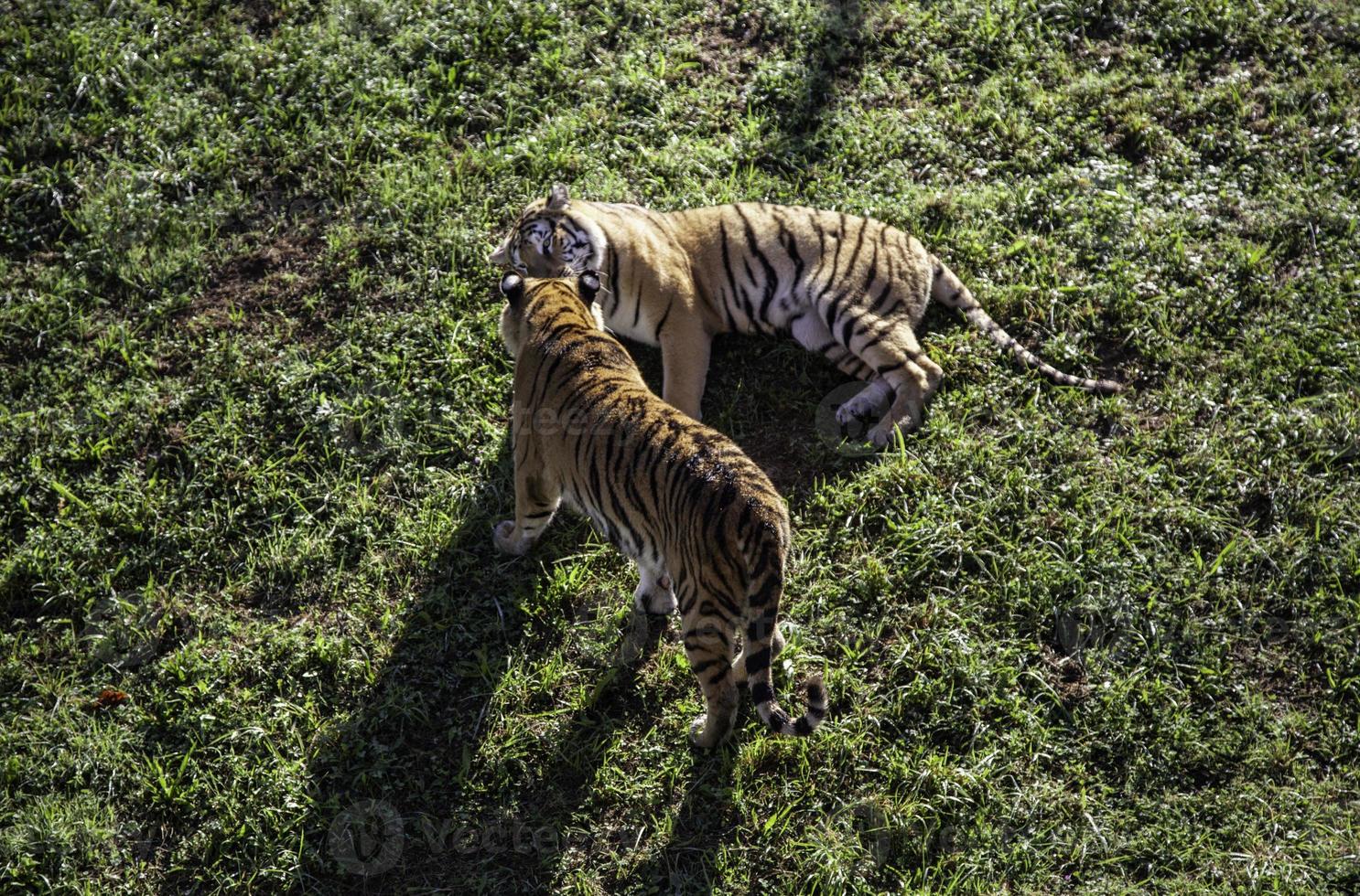 tigre salvaje en la jungla foto