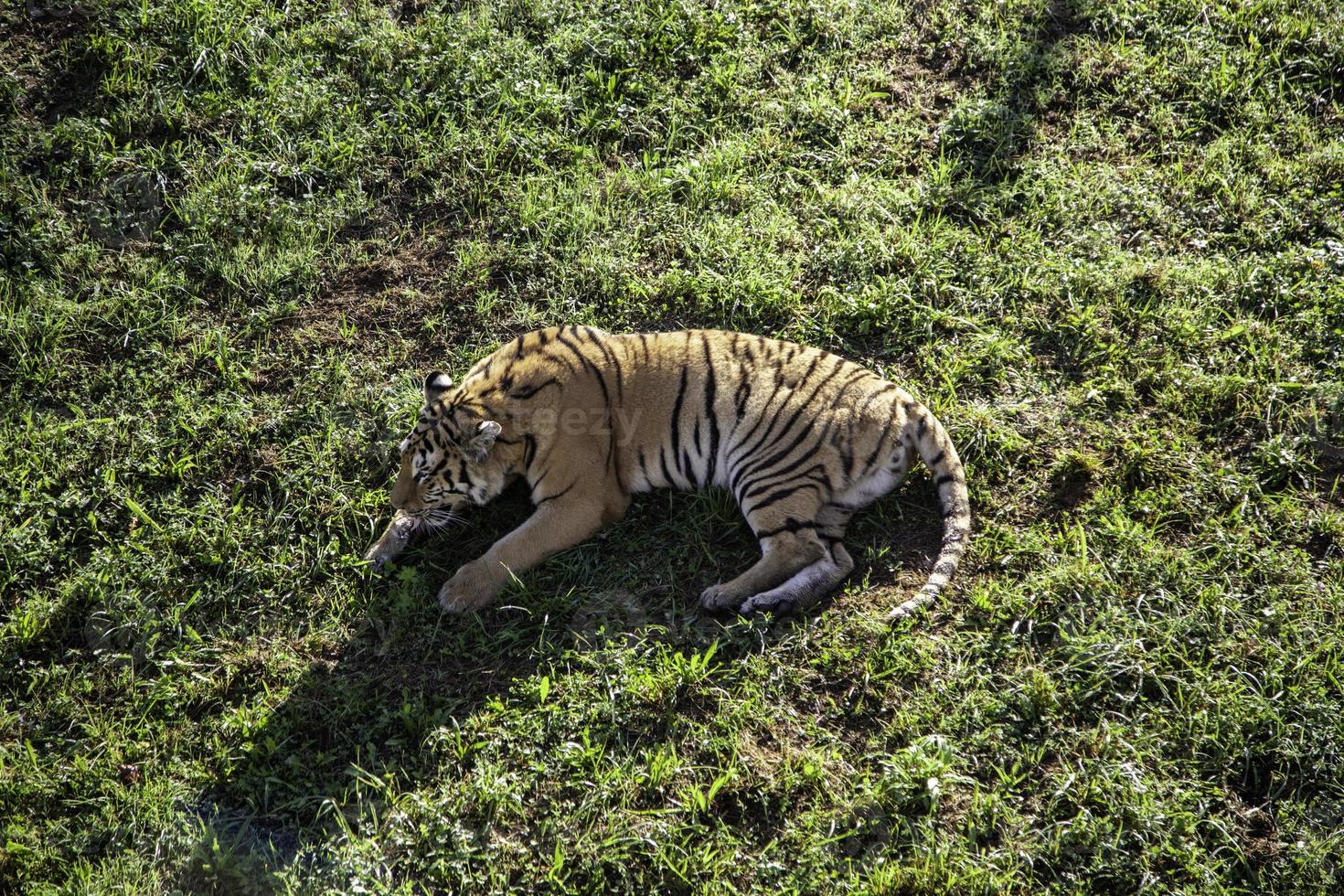 tigre salvaje en la jungla foto
