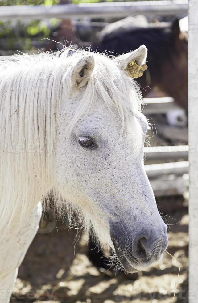 Spanish thoroughbred horse photo