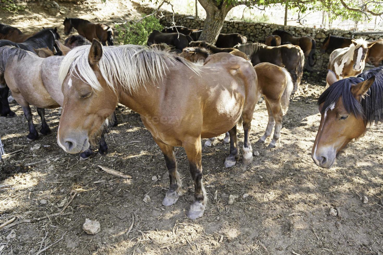 Group of horses photo