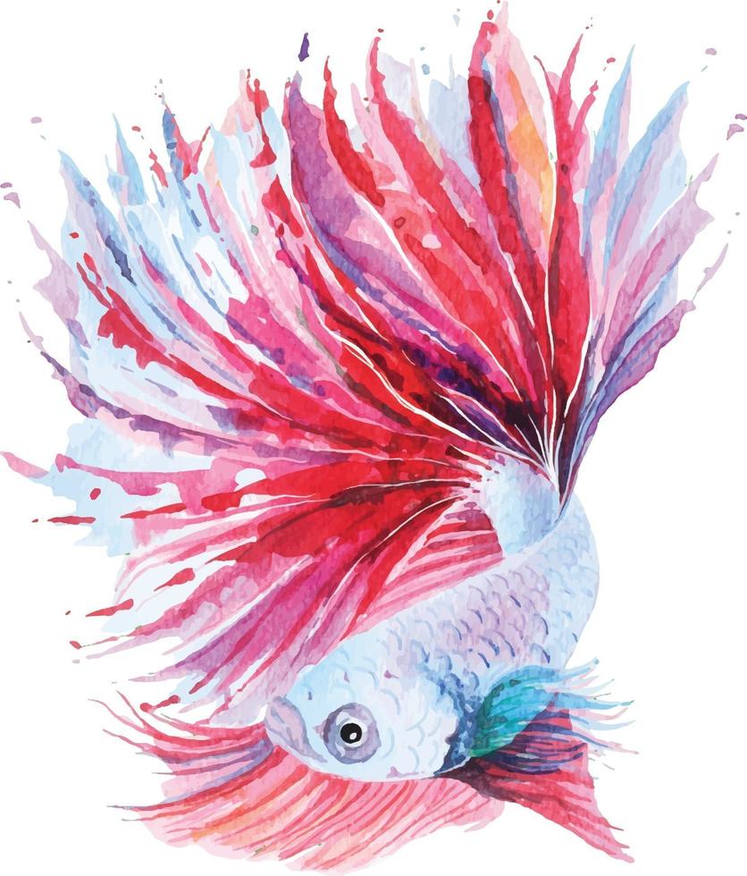 Betta fish watercolor vector