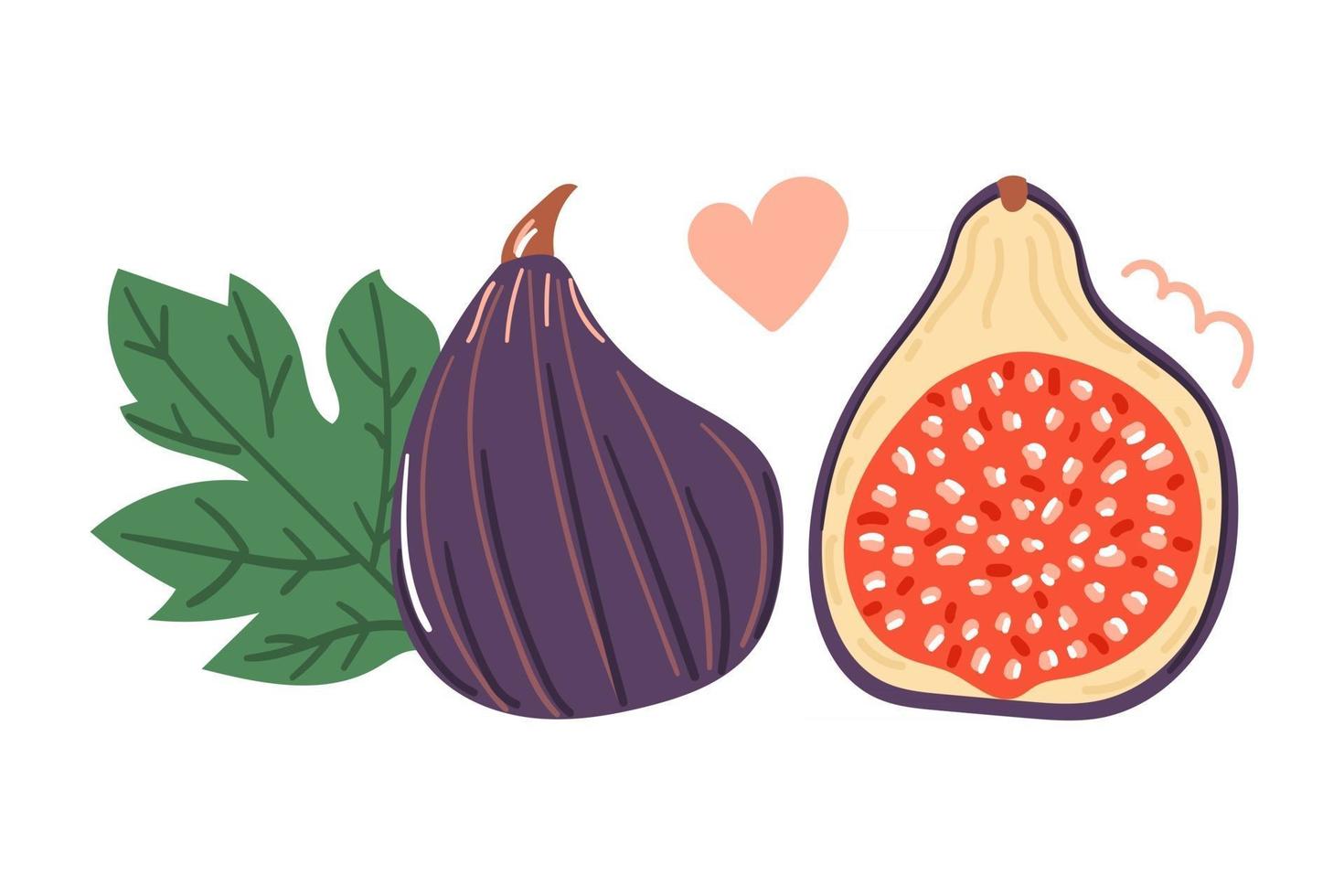 Hand drawn figs fruit, flat design. vector