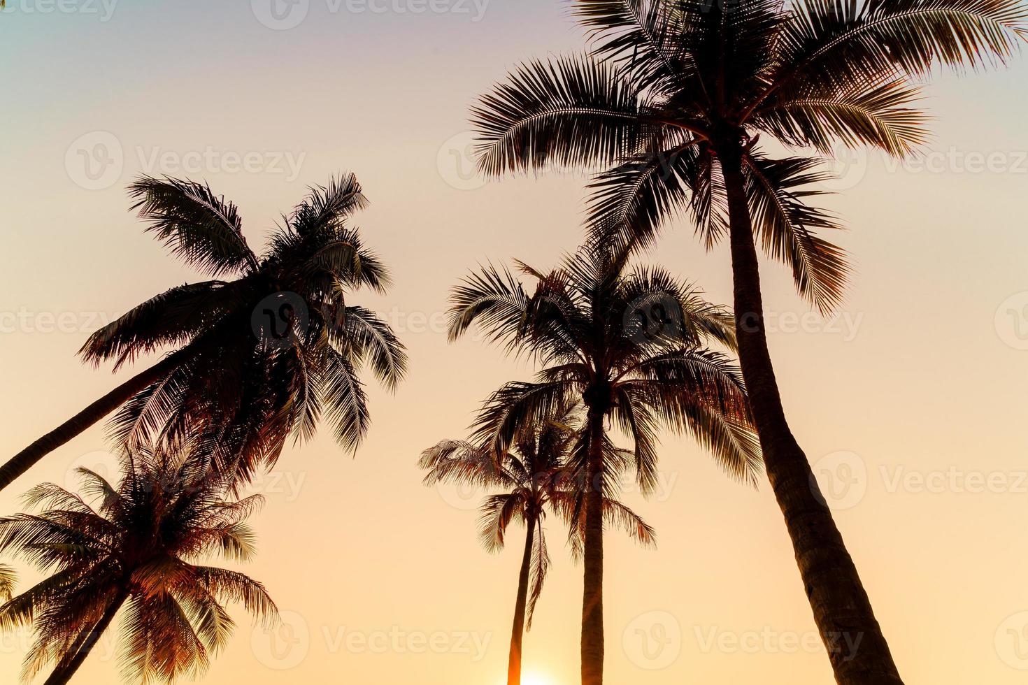Hermosa palmera de coco con puesta de sol en el cielo crepuscular foto