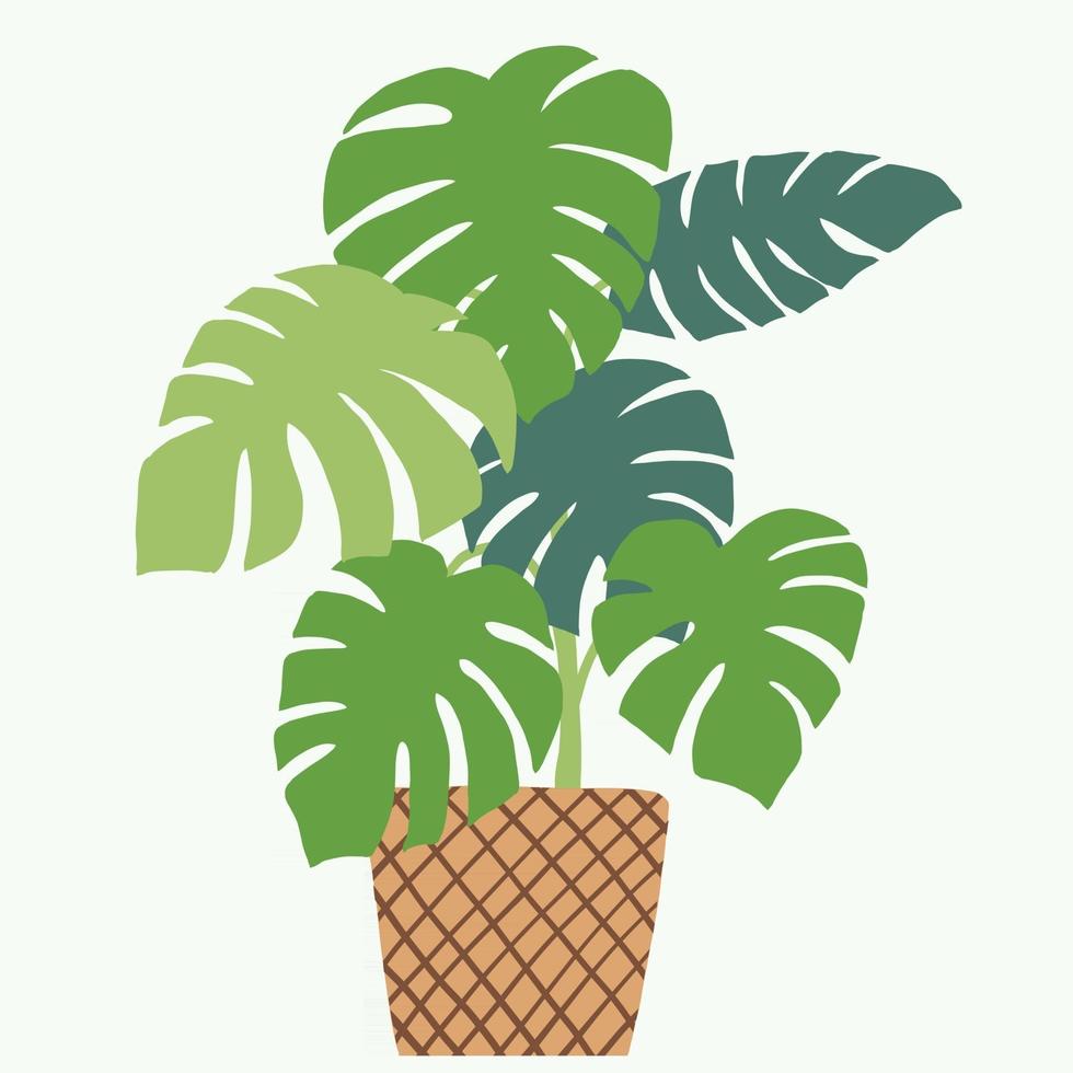 Simplicity monstera plant freehand drawing flat design. vector