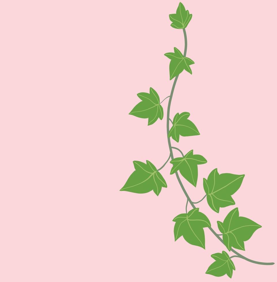 Simplicity ivy freehand drawing flat design. vector