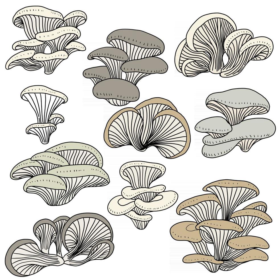 Doodle freehand sketch drawing collection set of oyster mushroom vegetable. vector