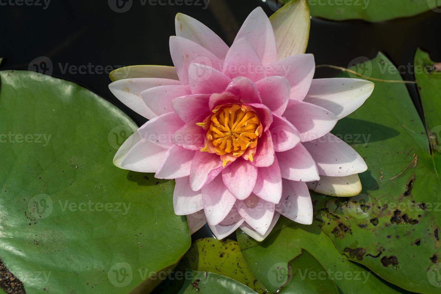 Beautiful waterlily or lotus flower in pond. photo