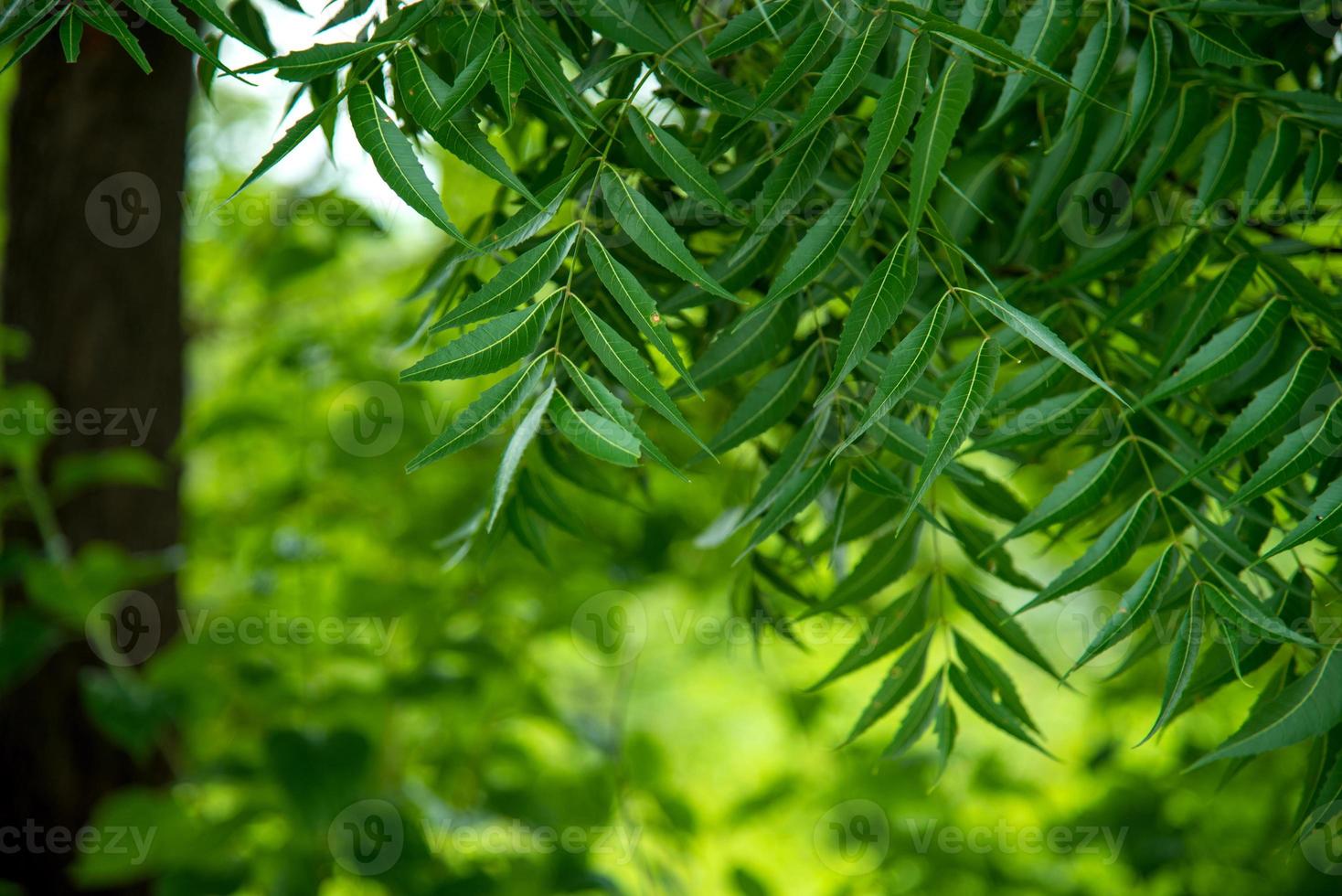 azadirachta indica - una rama de las hojas del árbol de neem. medicina natural. foto