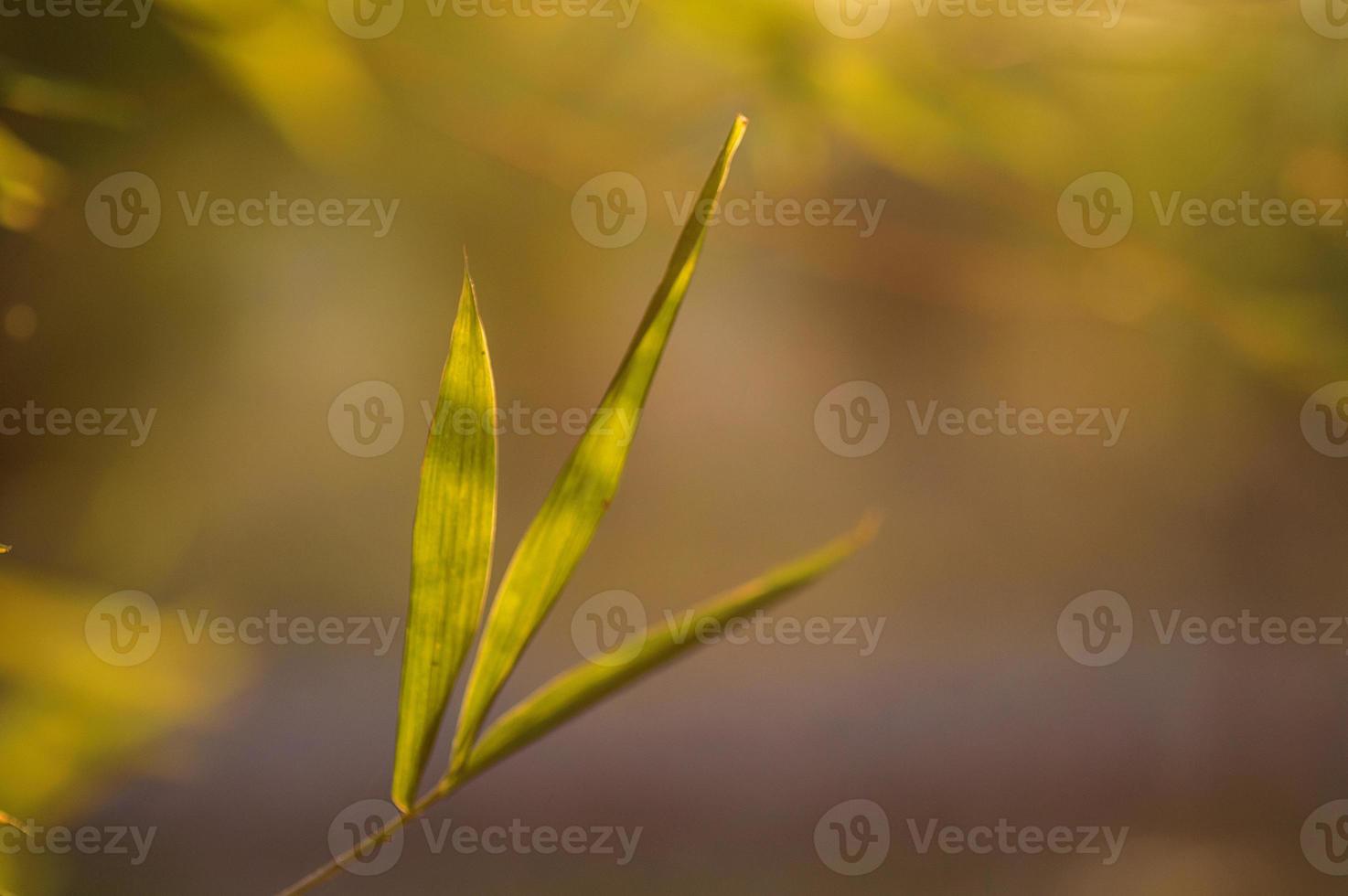 Bamboo leaves background photo