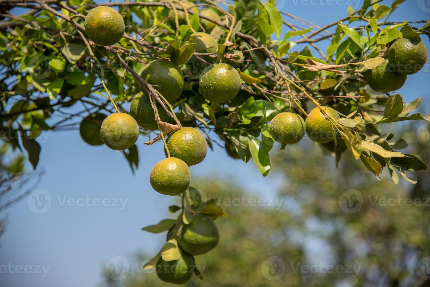 naranjos en el jardín. Cerca de una naranja colgando de un árbol en una granja de naranjos. foto