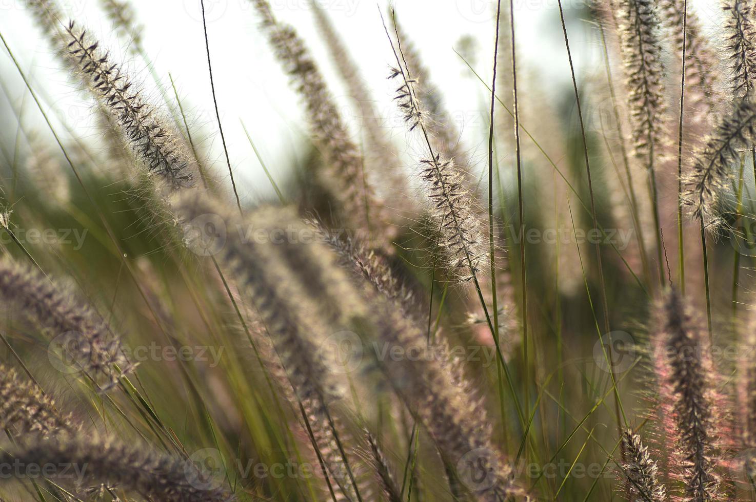 Fountain grass ornamental plant in garden with soft focus background photo