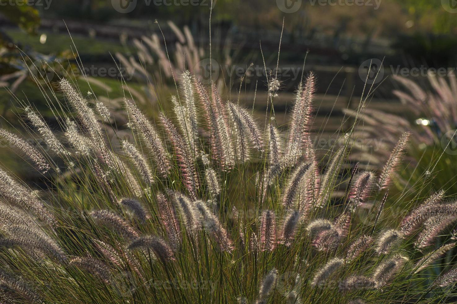 Fuente de hierba de plantas ornamentales en el jardín con fondo de enfoque suave foto
