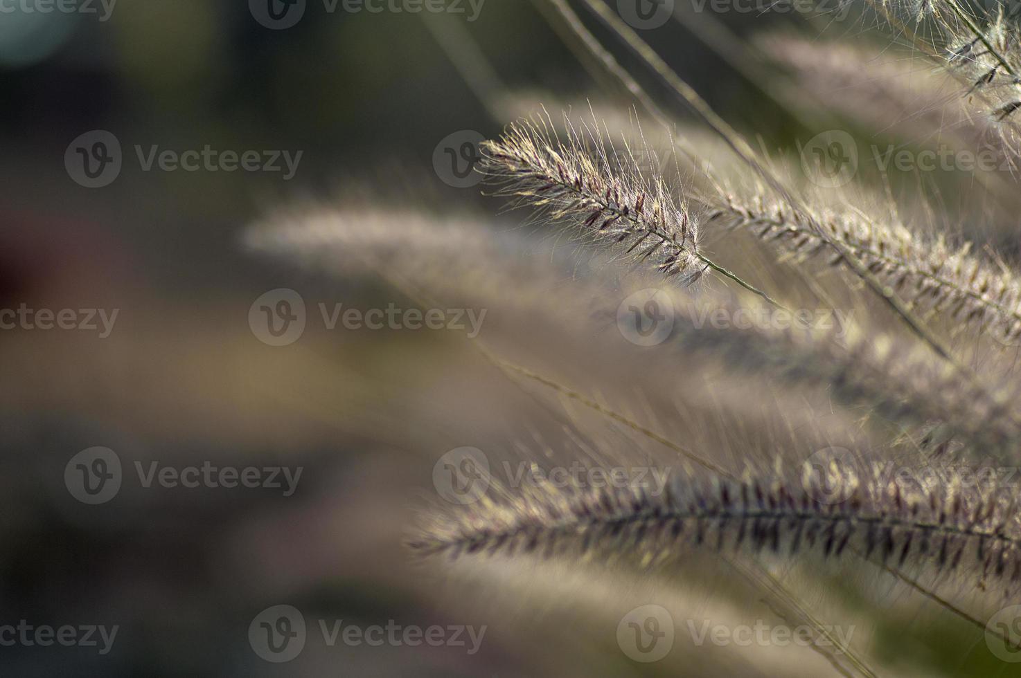 Fuente de hierba de plantas ornamentales en el jardín con fondo de enfoque suave foto