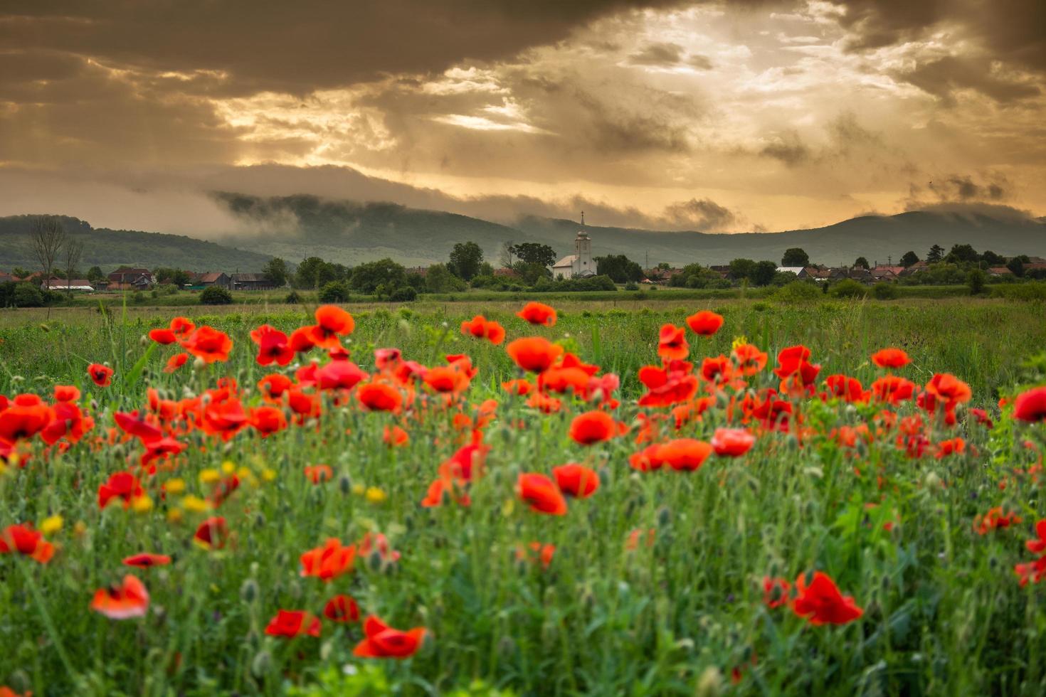 campo con amapolas en cristur, sieu, bistrita, rumania, 2020 foto