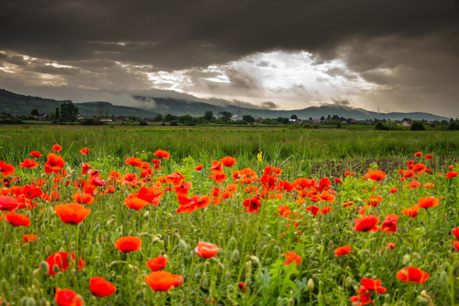 Field with poppies in Cristur, Sieu, Bistrita, Romania, 2020 photo