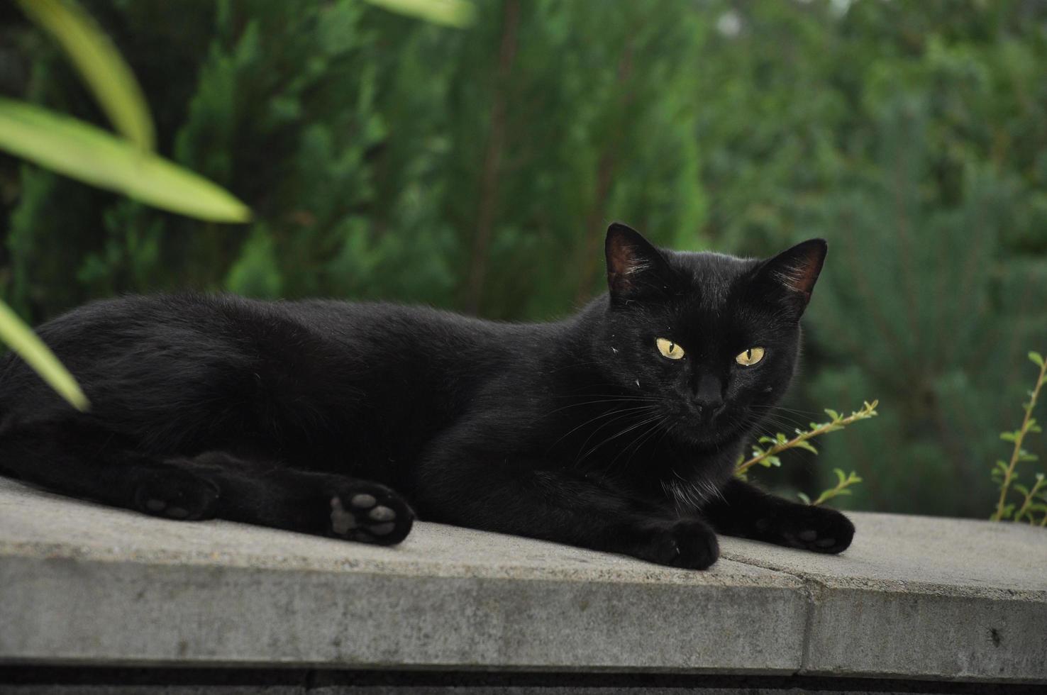 A black cat sitting on a stone photo