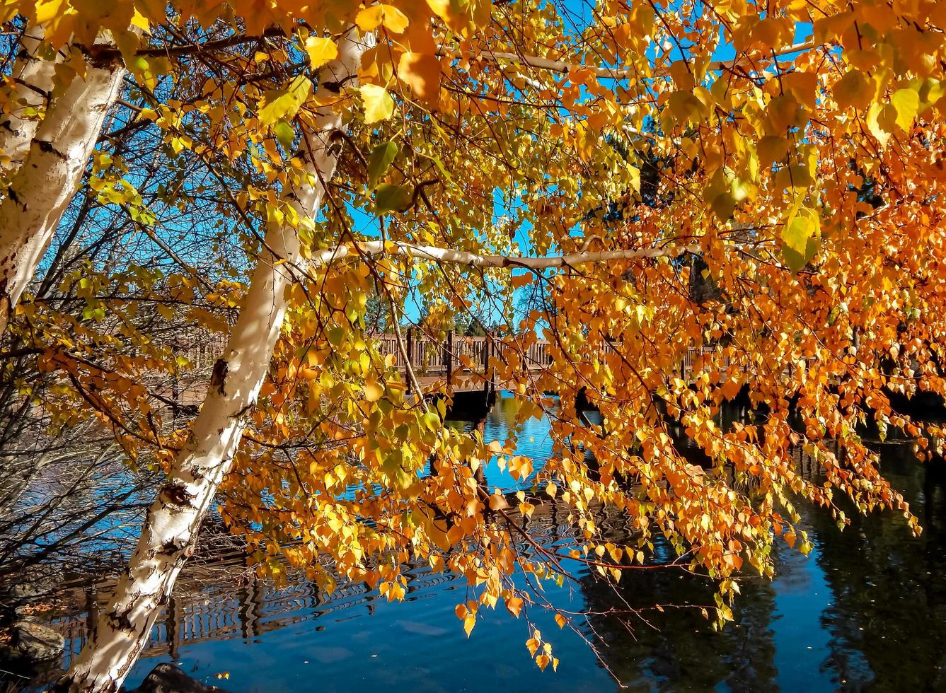 El follaje otoñal de abedul dorado en el estanque de espejos del río Deschutes Pageant Park Bend o foto